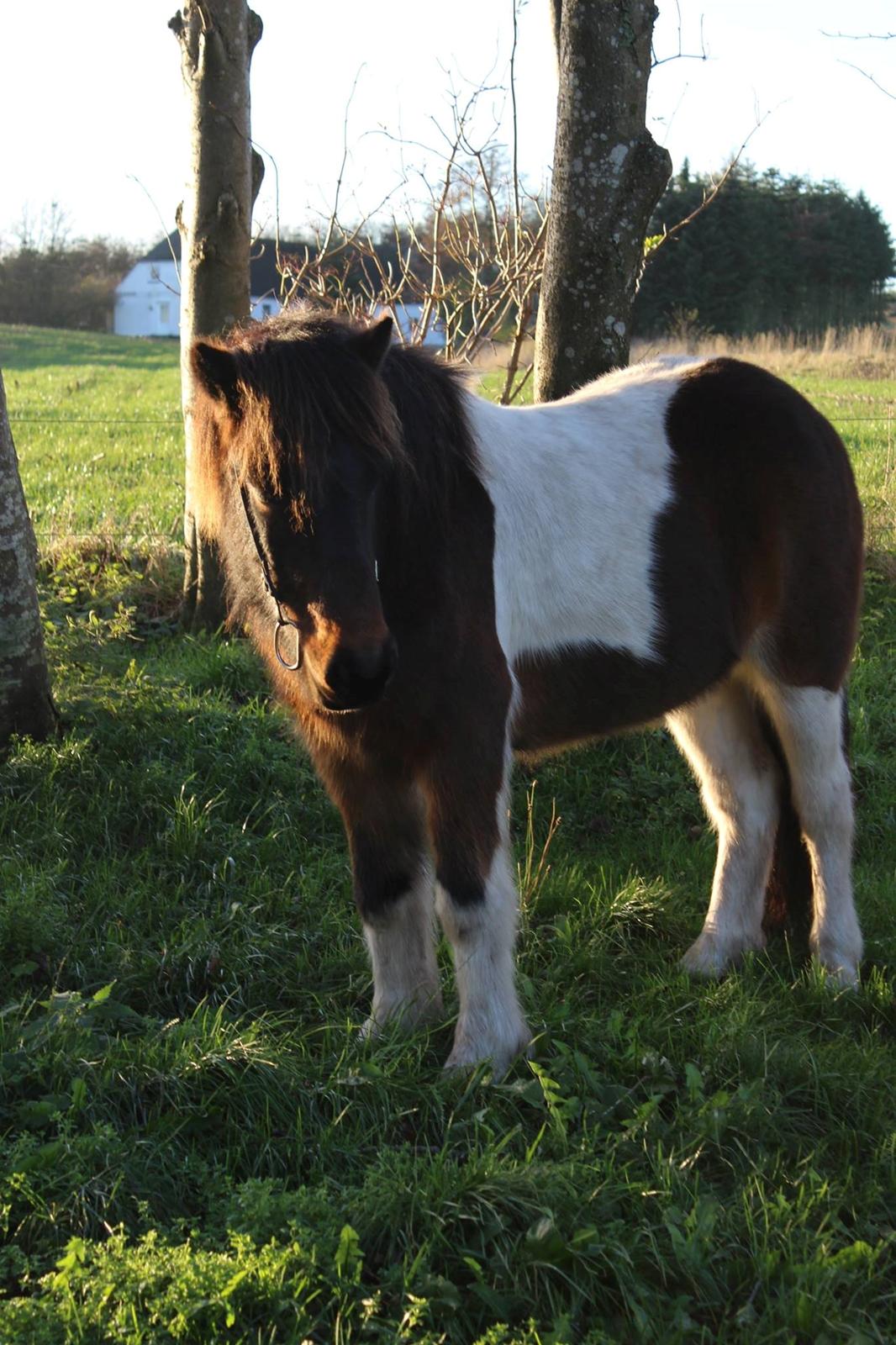 Islænder Frekur fra Troelsgaard R.I.P billede 9