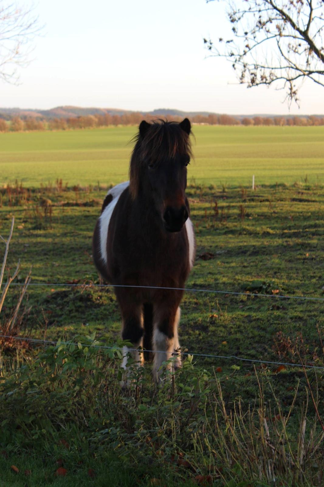 Islænder Frekur fra Troelsgaard R.I.P billede 8