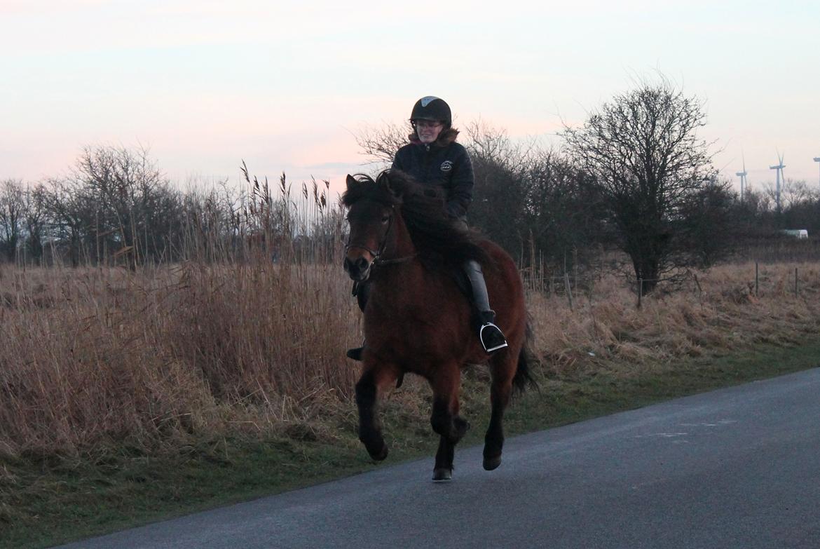 Islænder Syrpa fra Bakholm - 17/01-18 billede 18