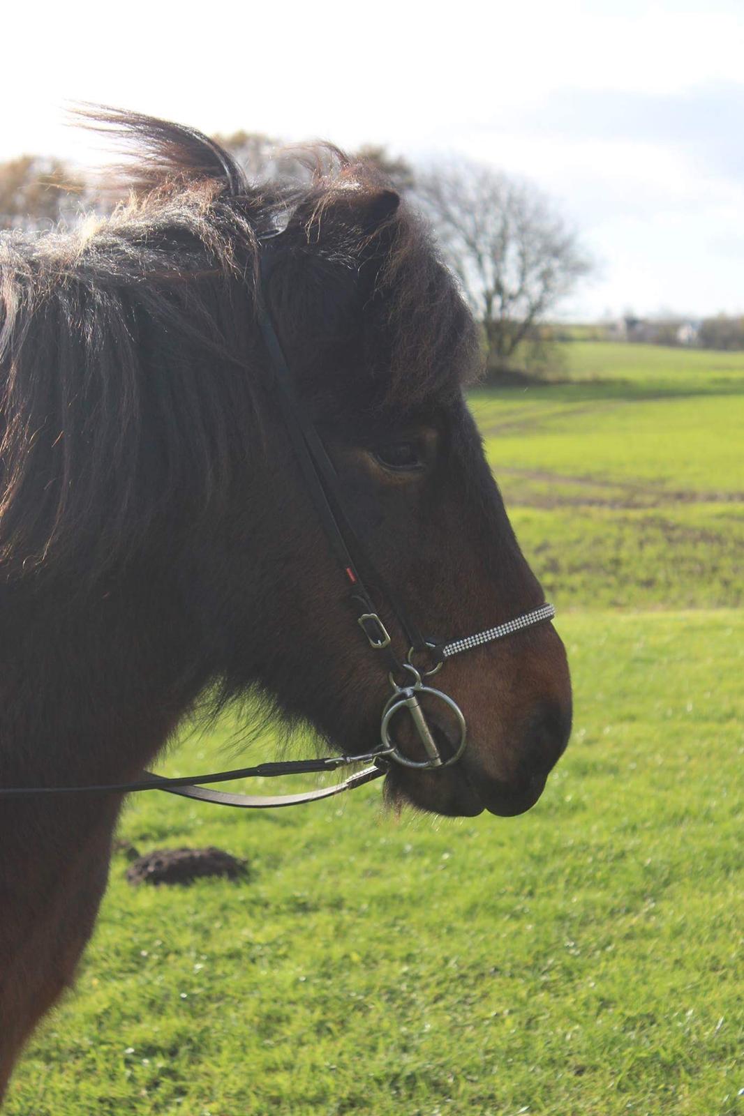 Islænder Frekur fra Troelsgaard R.I.P billede 14