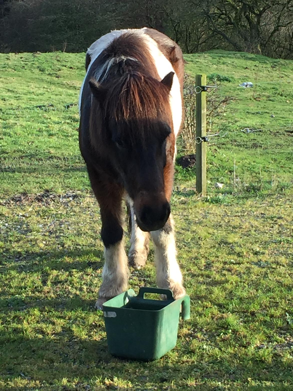 Islænder Frekur fra Troelsgaard R.I.P billede 16