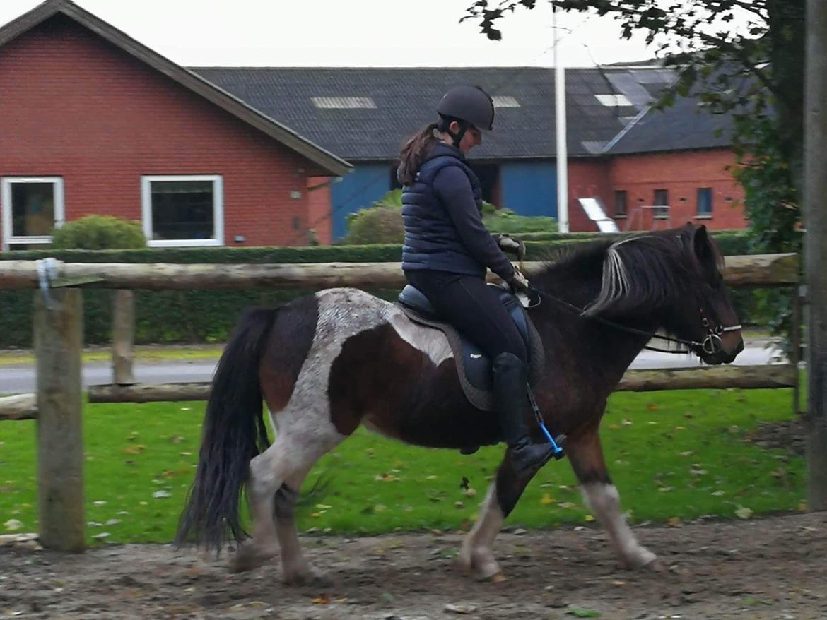 Islænder Frekur fra Troelsgaard R.I.P billede 18