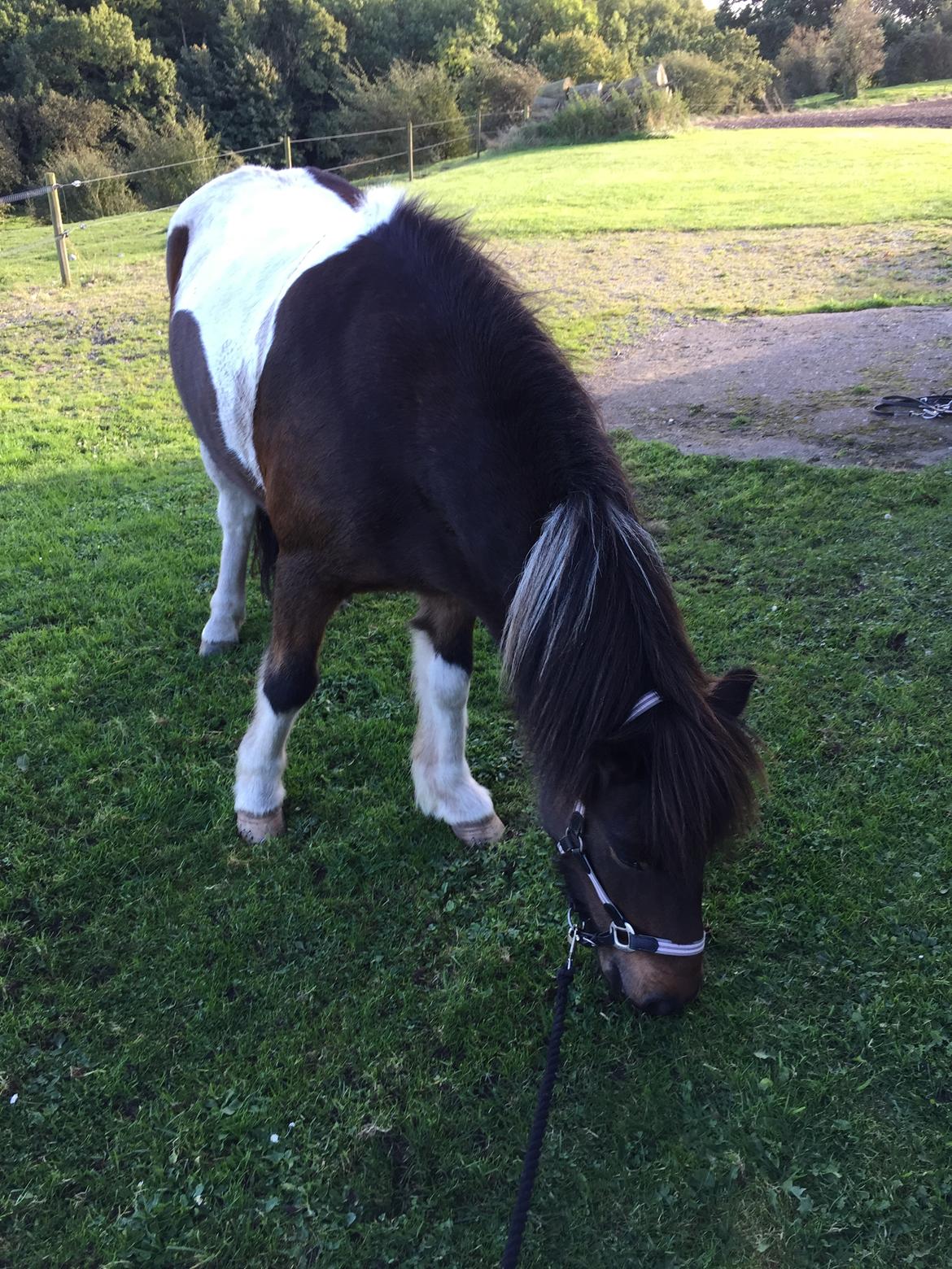 Islænder Frekur fra Troelsgaard R.I.P billede 19