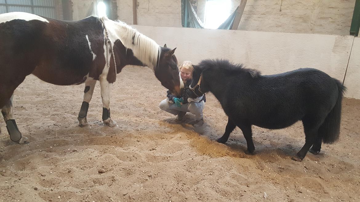 Shetlænder Maja - begge min piger billede 7