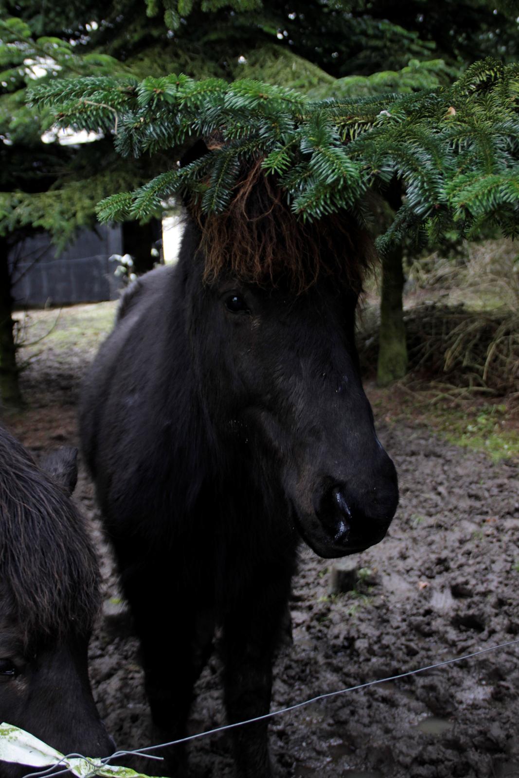 Islænder Siggi fra Vikinghøj billede 20