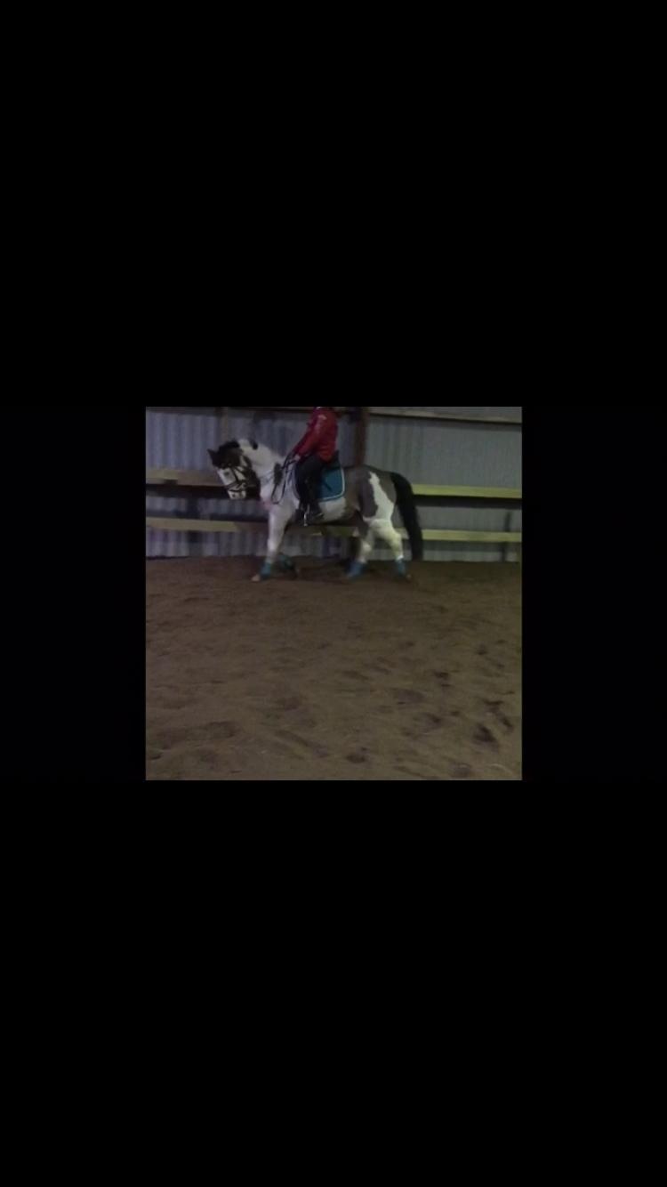 Amerikansk Paint Pony Lucky billede 1