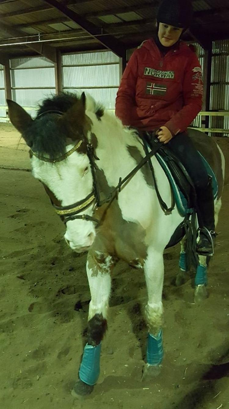 Amerikansk Paint Pony Lucky billede 2
