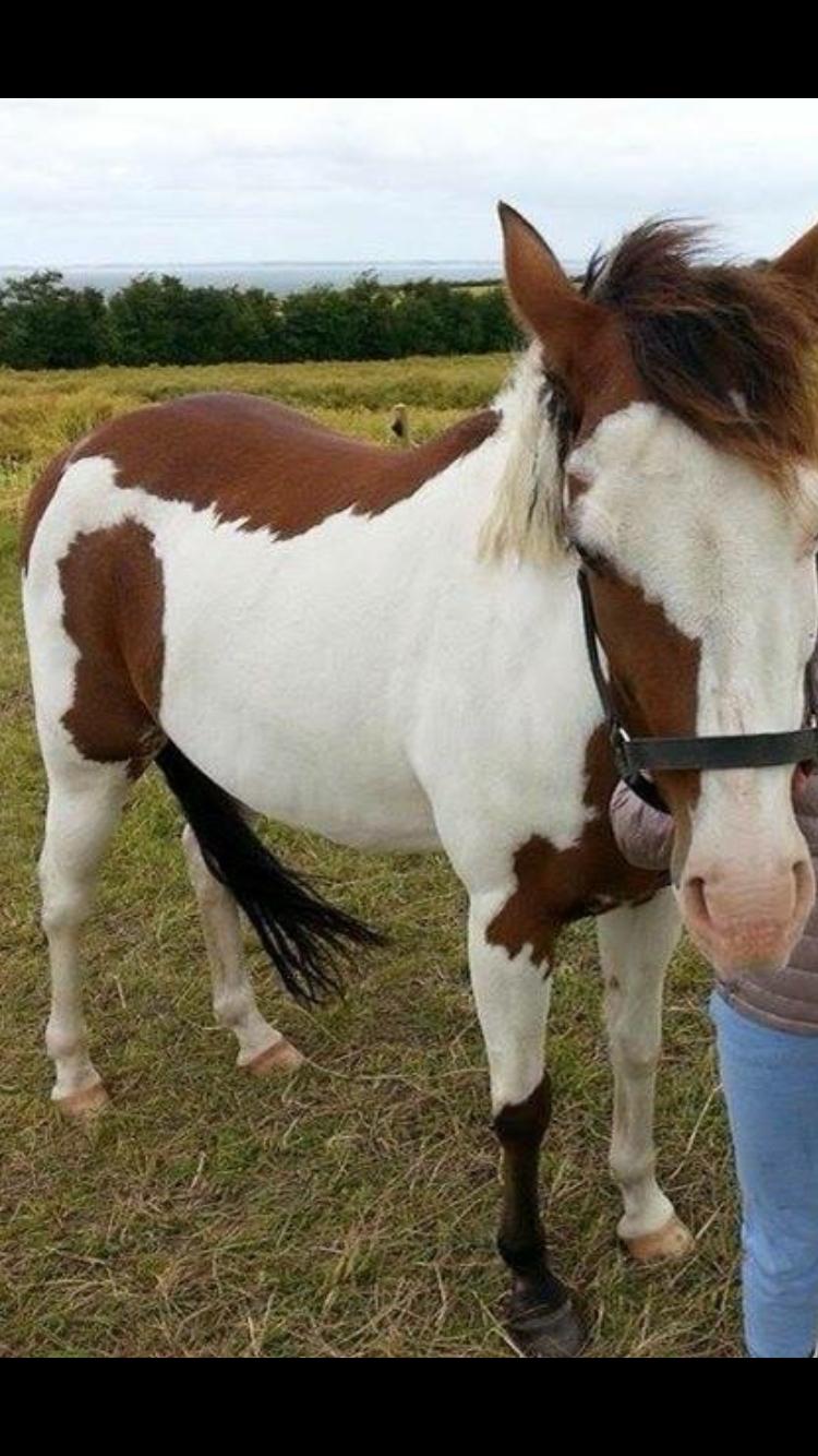 Amerikansk Paint Pony Lucky billede 3