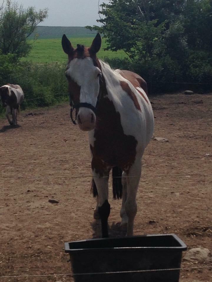 Amerikansk Paint Pony Lucky billede 5