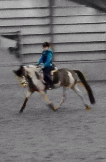 Amerikansk Paint Pony Lucky billede 4