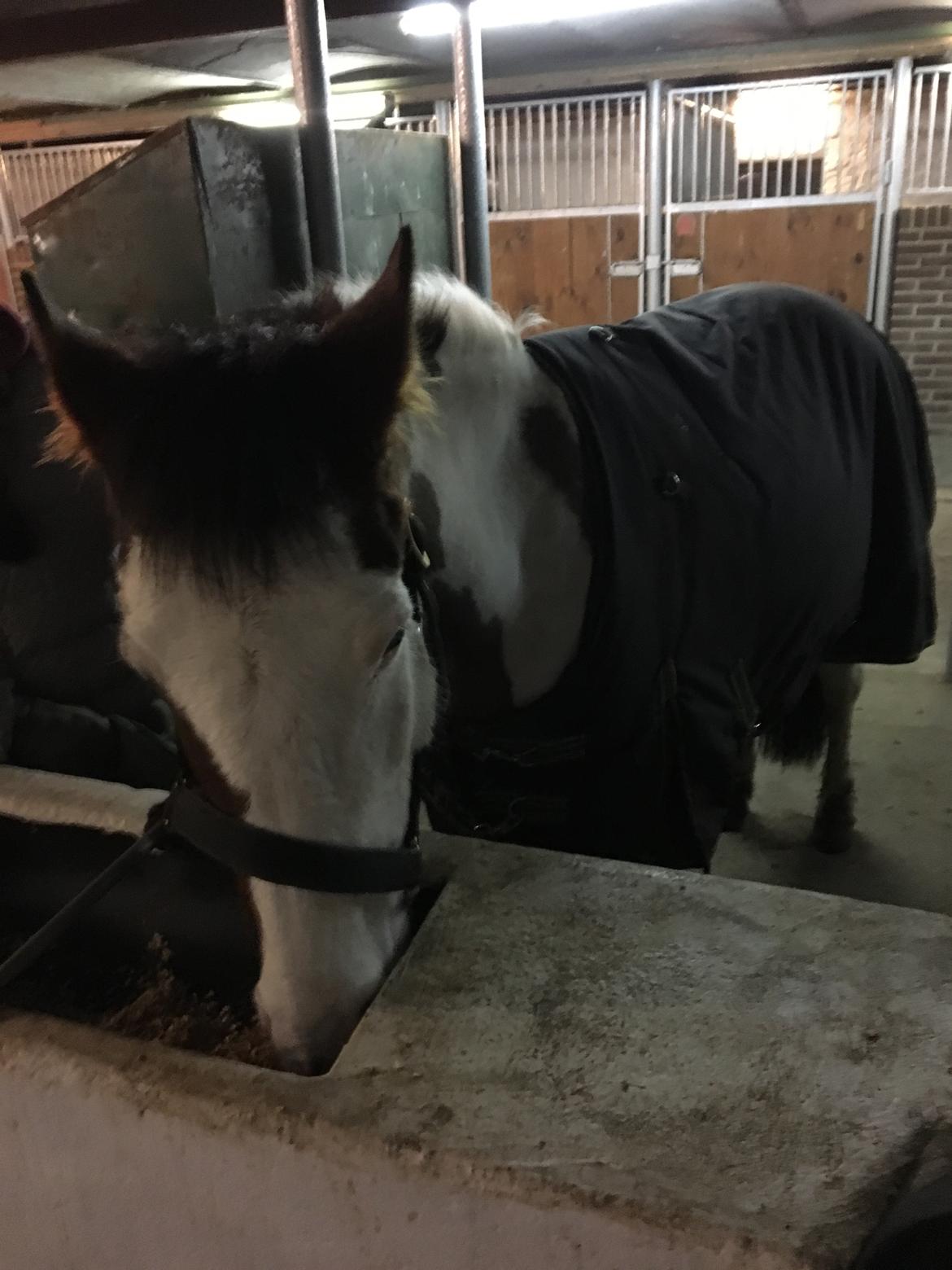 Amerikansk Paint Pony Lucky billede 6
