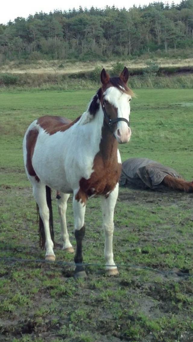 Amerikansk Paint Pony Lucky billede 7