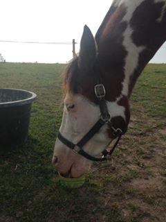 Amerikansk Paint Pony Lucky billede 8
