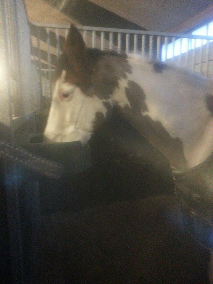 Amerikansk Paint Pony Lucky billede 10