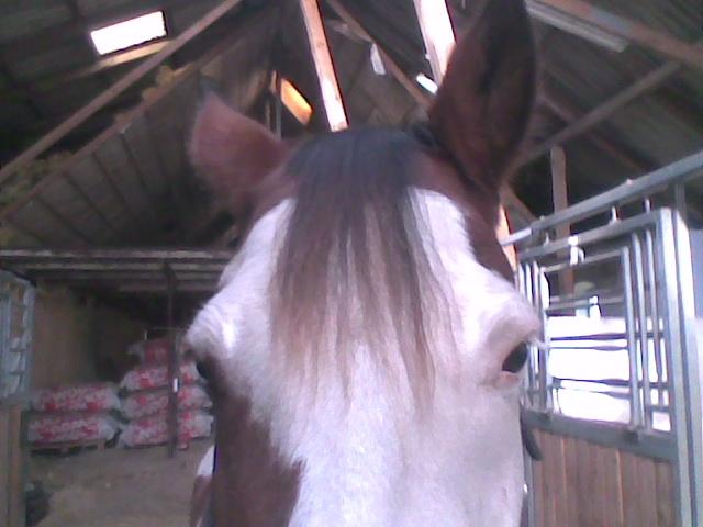 Amerikansk Paint Pony Lucky billede 9