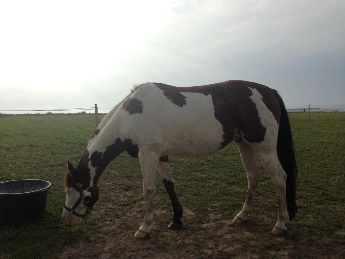 Amerikansk Paint Pony Lucky billede 11