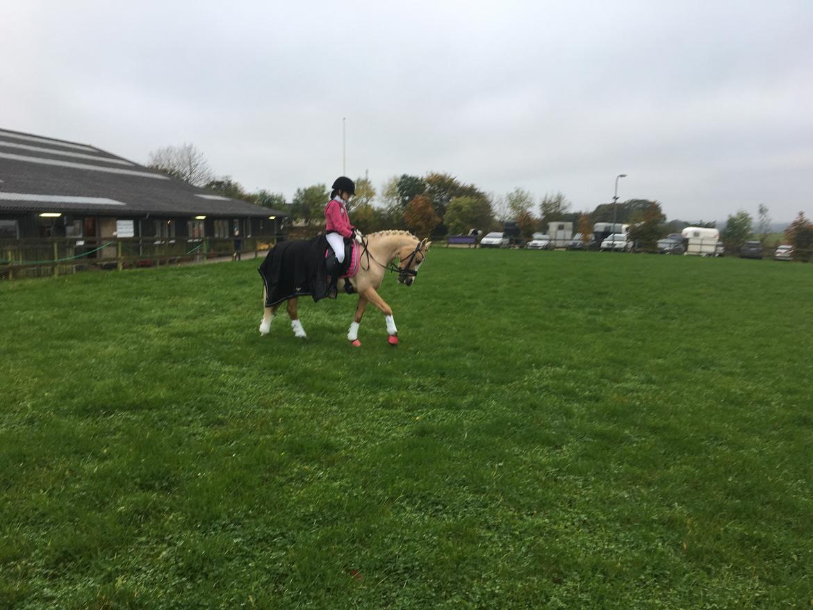 Palomino champagne billede 9