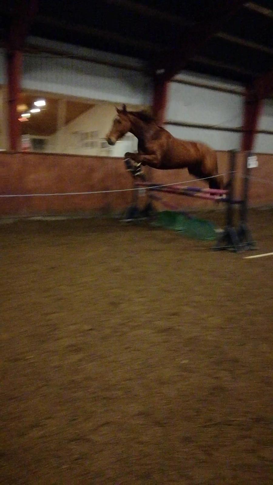 Anden særlig race Balu billede 8