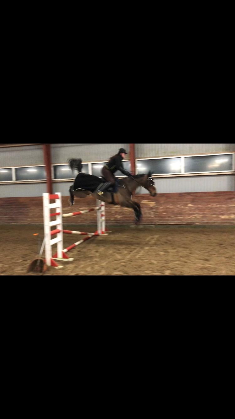 Dansk Varmblod Rikke billede 9