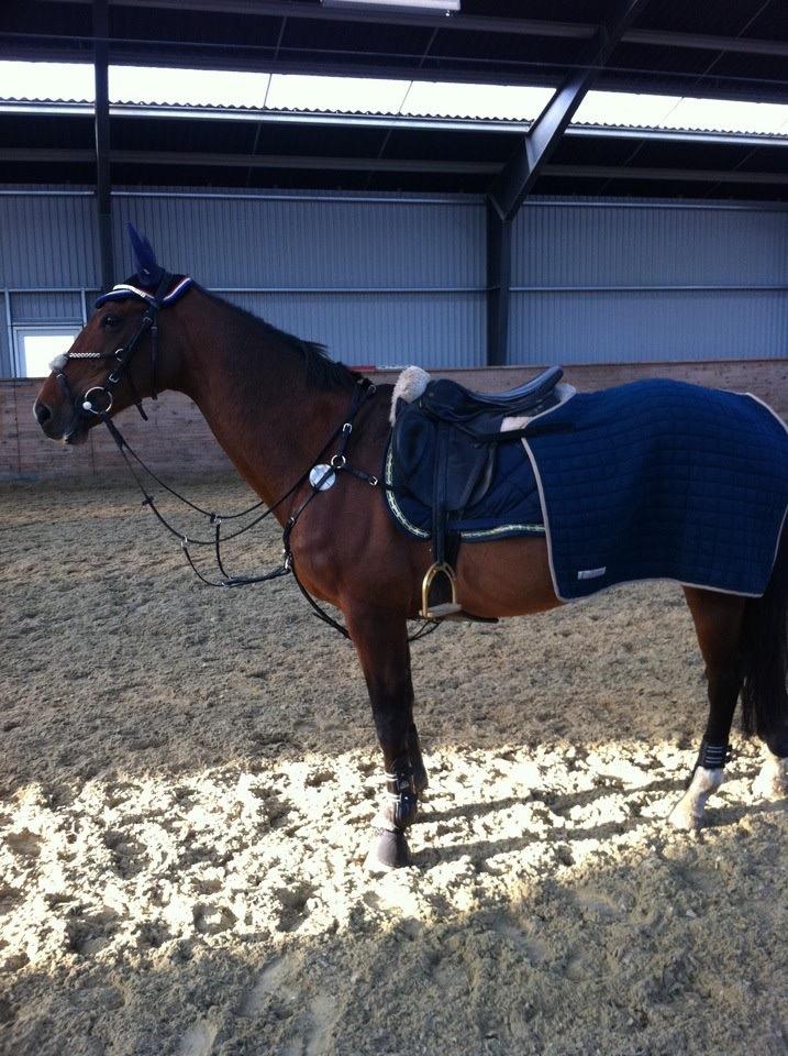 Dansk Varmblod Rikke billede 12