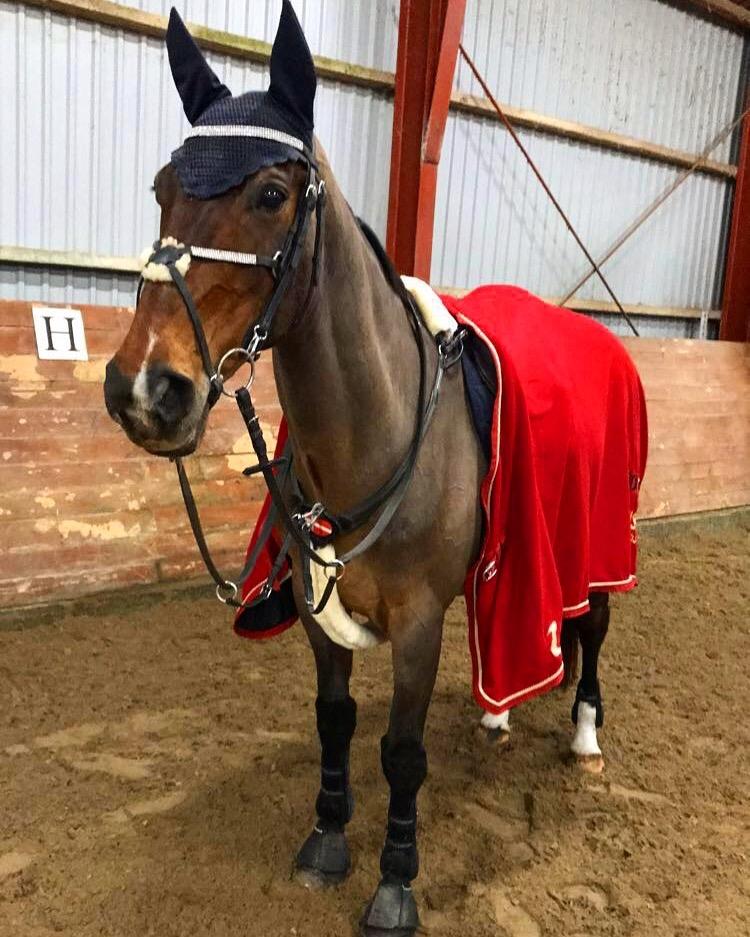 Dansk Varmblod Rikke billede 13