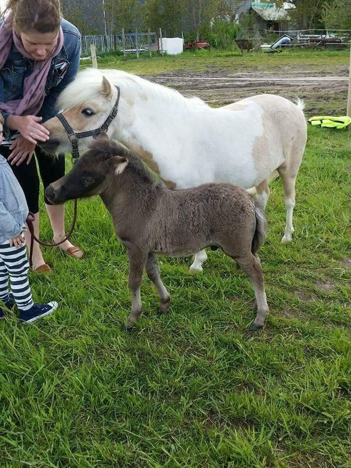 Amerikansk Miniature Lykkebos Grand Troublemaker billede 20