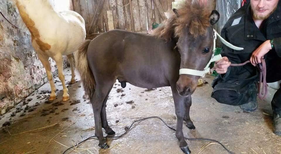 Amerikansk Miniature Lykkebos Grand Troublemaker billede 19