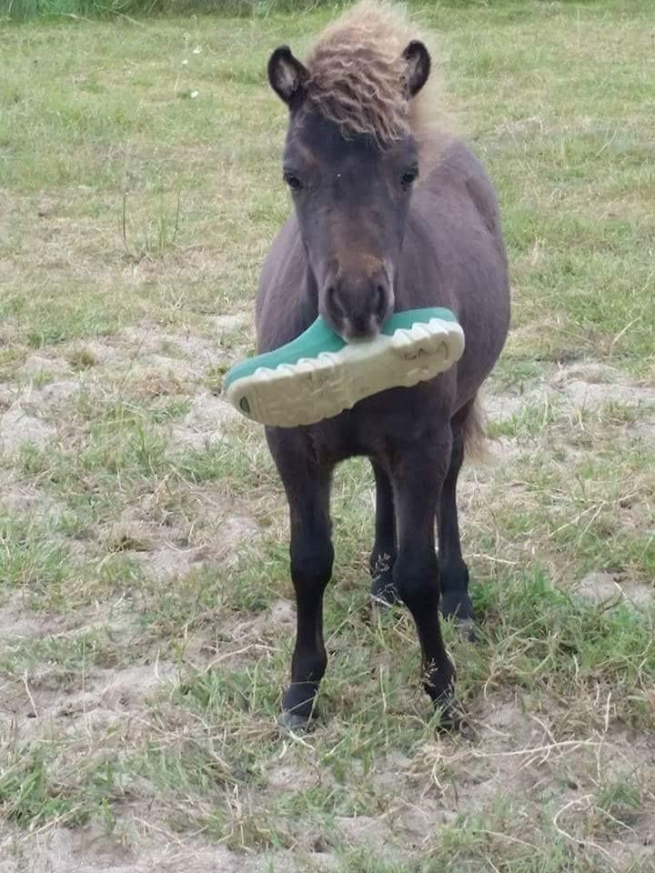 Amerikansk Miniature Lykkebos Grand Troublemaker billede 18