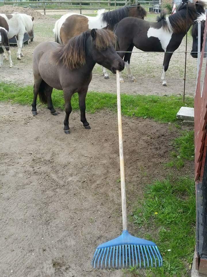 Amerikansk Miniature Lykkebos Grand Troublemaker billede 17