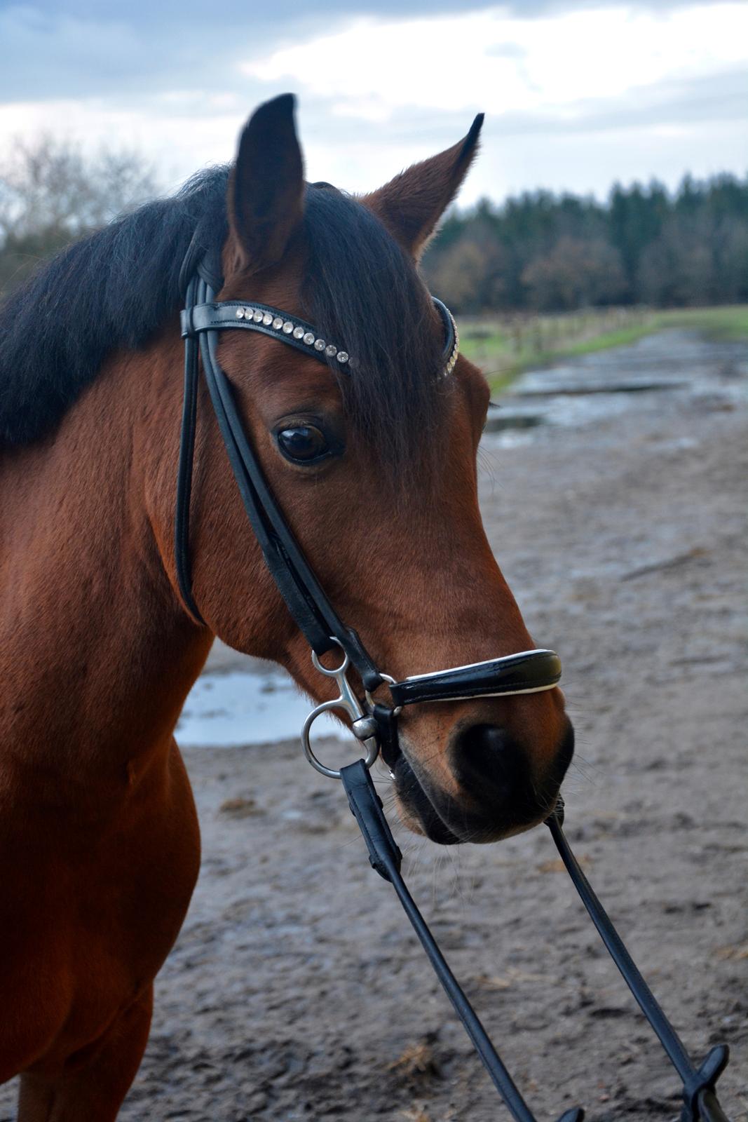 Anden særlig race Steven Seagal (Baby Drengen) billede 2