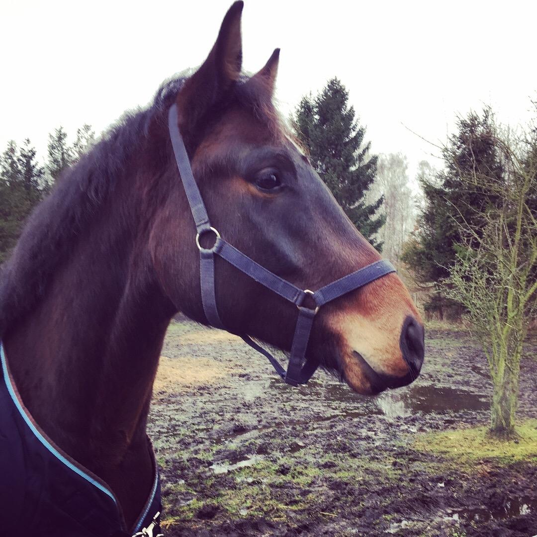 Dansk Varmblod Farmand's Premiere billede 23