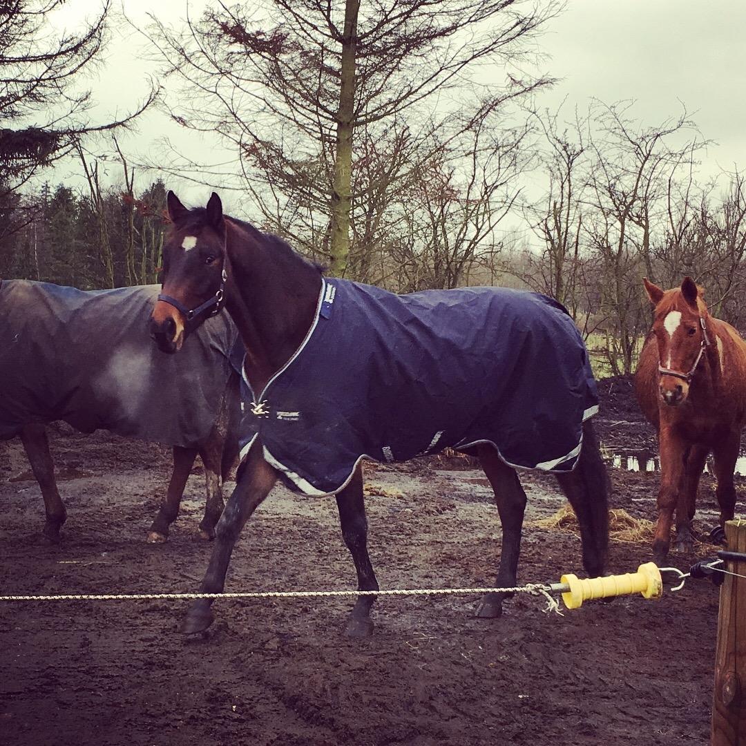 Dansk Varmblod Farmand's Premiere billede 25