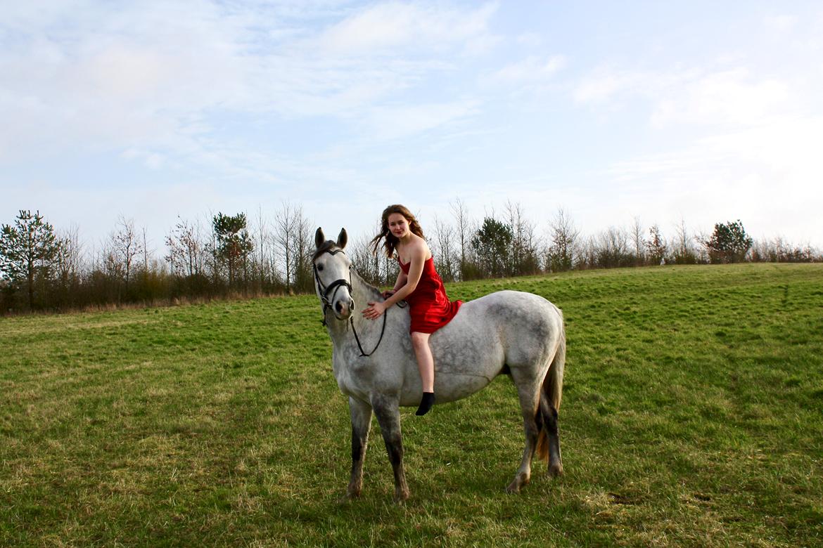 Anglo Araber (AA) Kessler billede 9