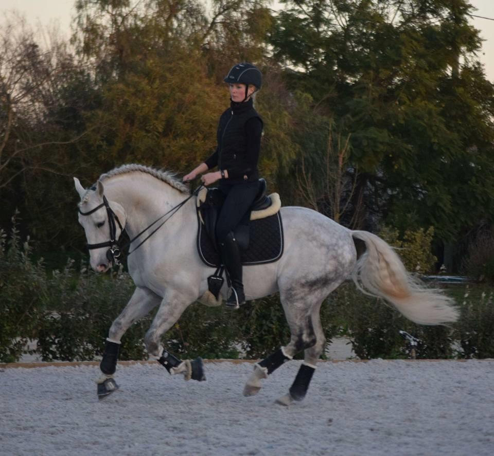 Lusitano Esperto billede 9