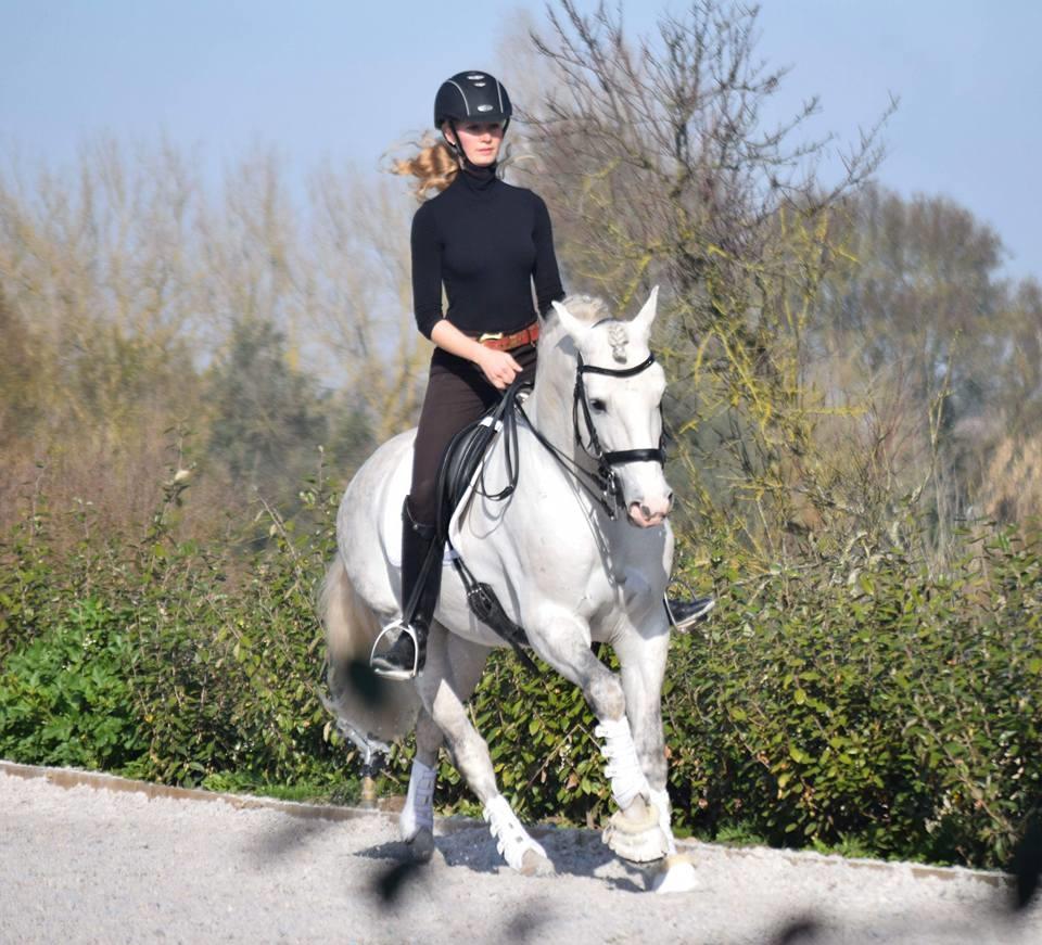 Lusitano Esperto billede 11