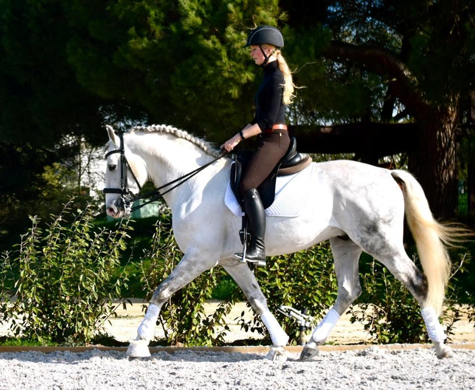 Lusitano Esperto billede 15
