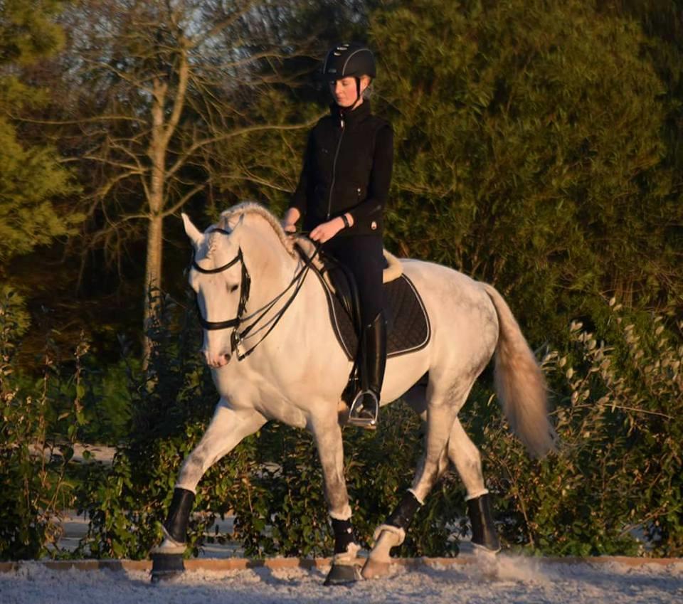 Lusitano Esperto billede 10