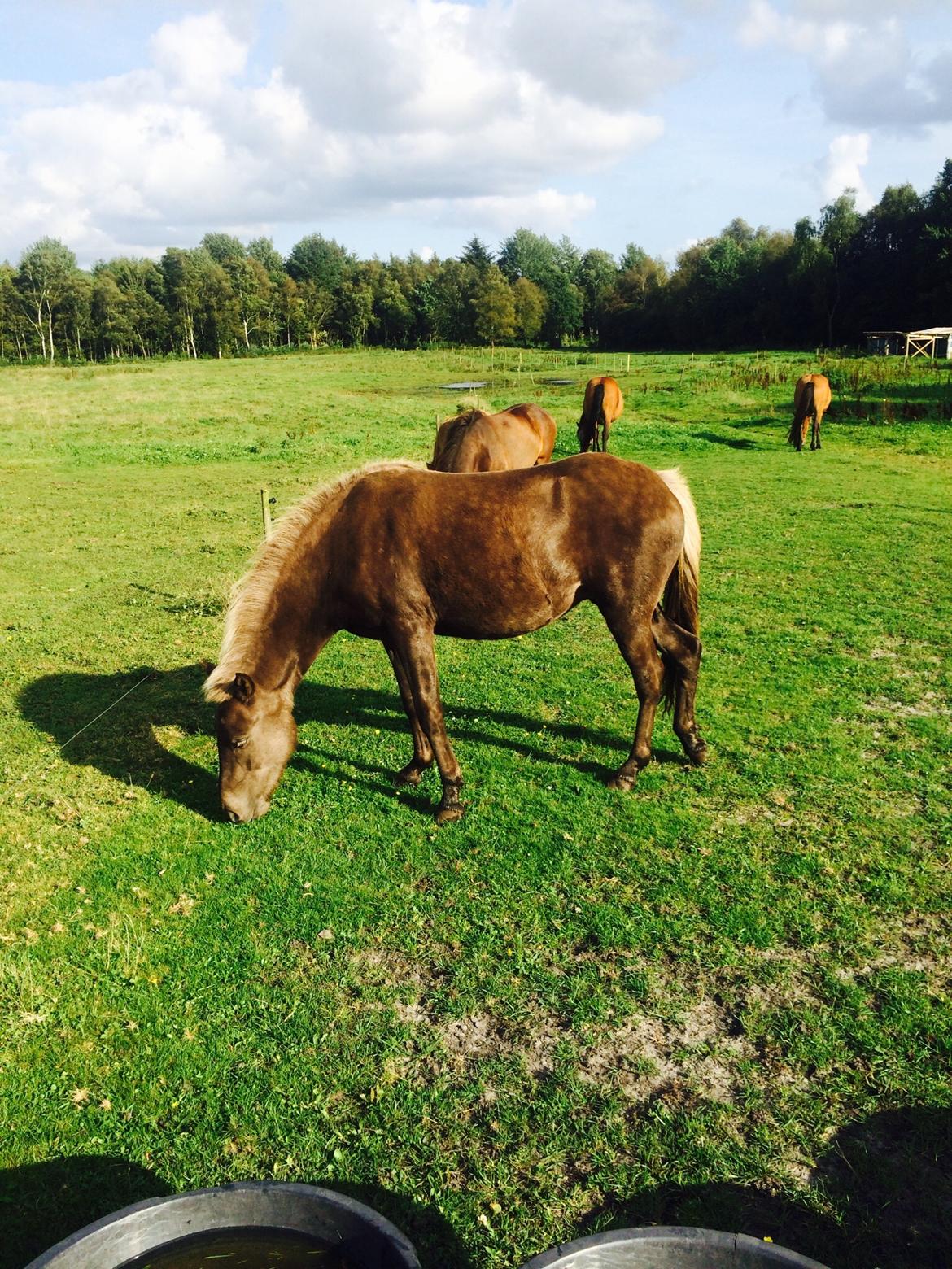 Islænder Brella Fra Carlsgårde billede 6