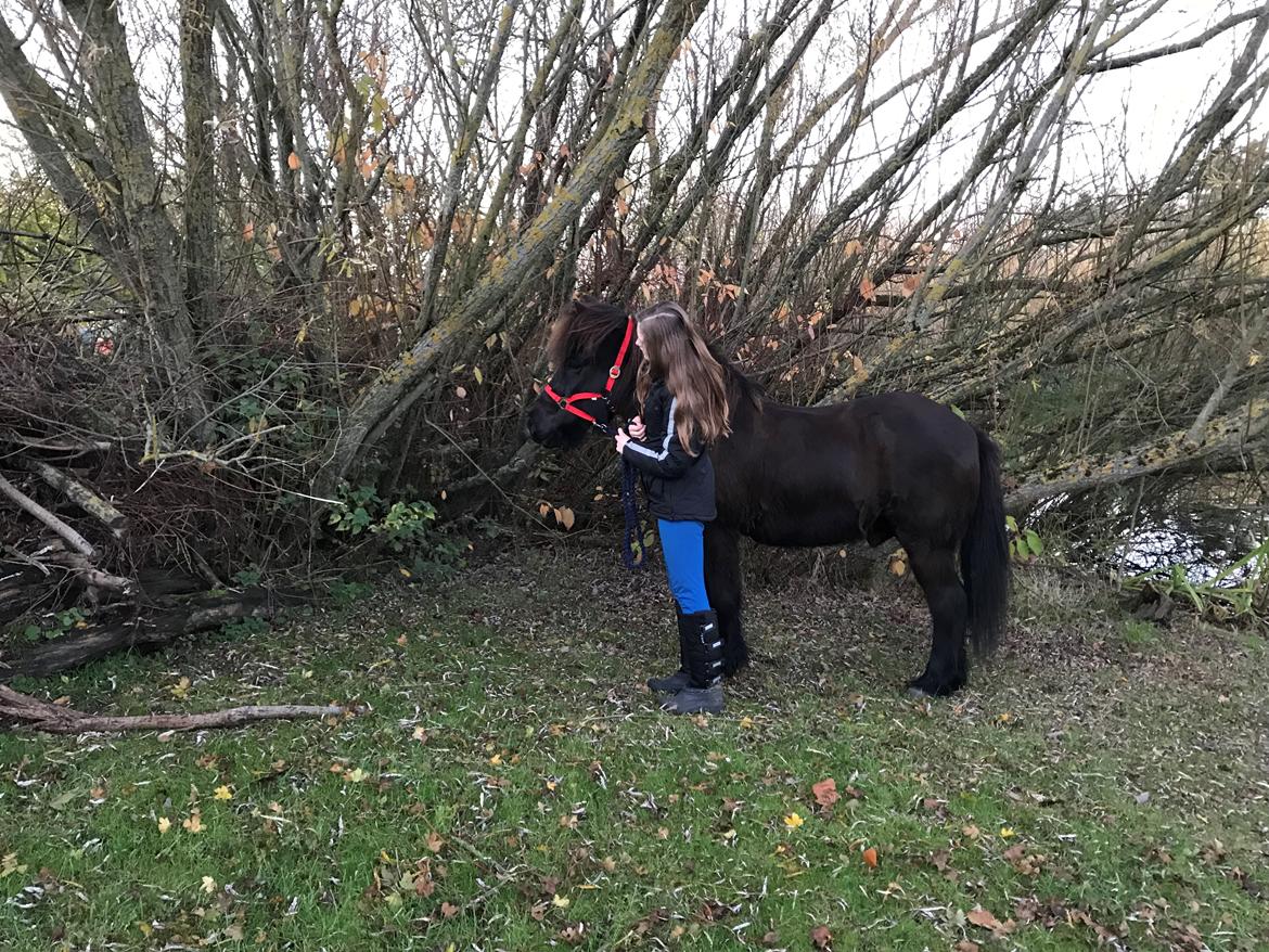 Islænder TVISTUR fra FRI-STEDET - <33 billede 2