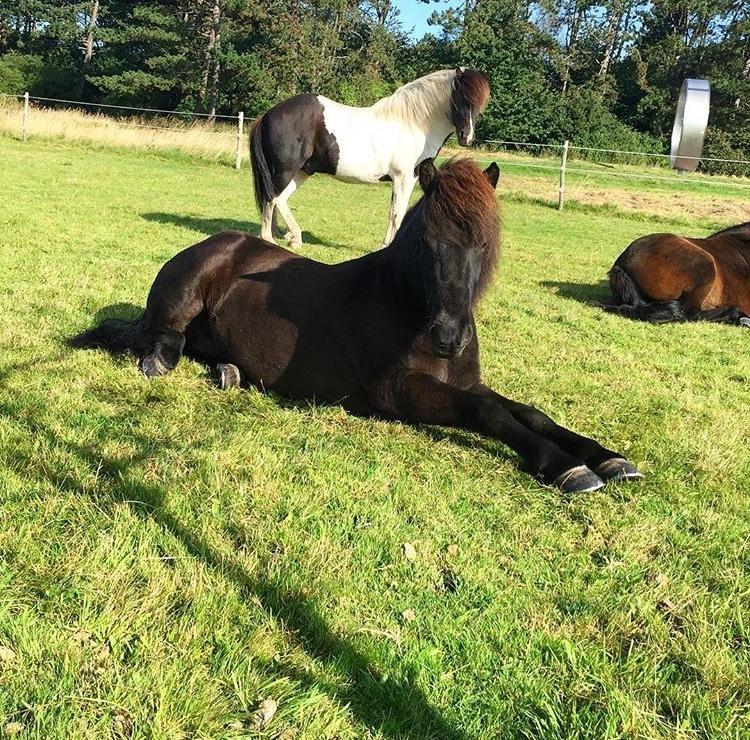 Islænder TVISTUR fra FRI-STEDET - Yogahesten;) billede 3