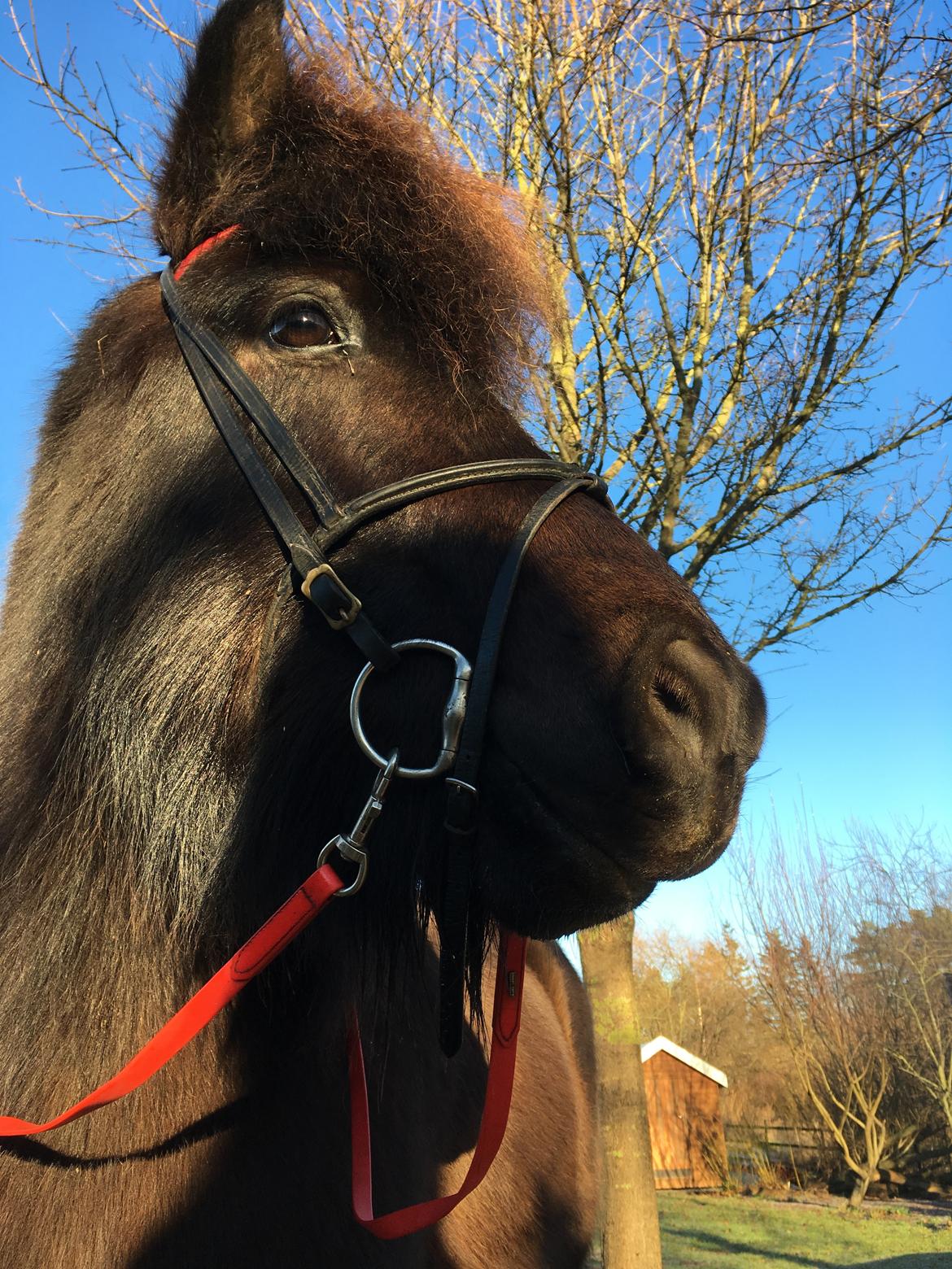 Islænder TVISTUR fra FRI-STEDET - Smukke Lillemand<33 billede 9