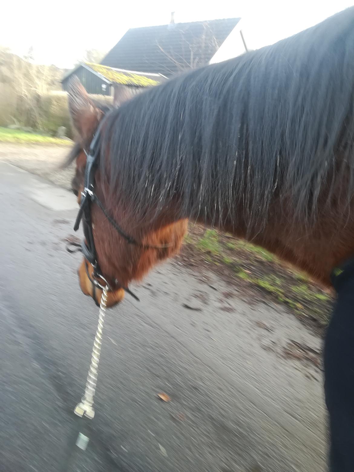 Dansk Varmblod saskinelle rørsø billede 33