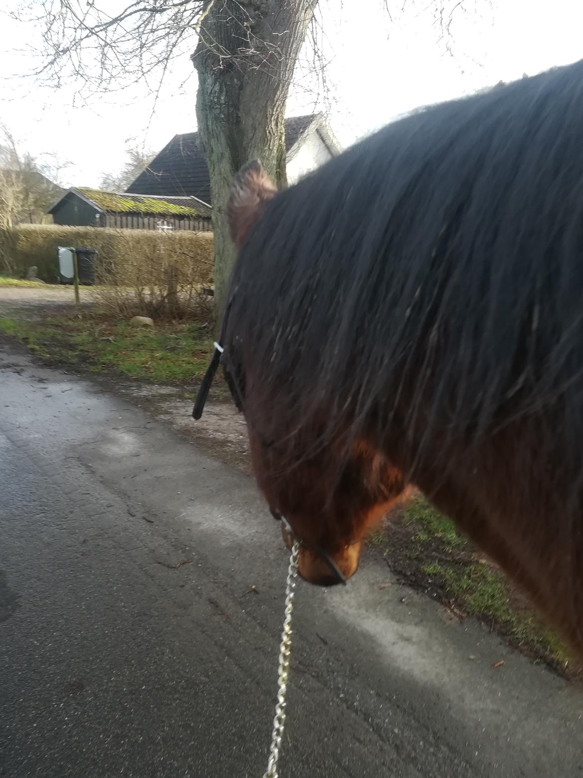 Dansk Varmblod saskinelle rørsø billede 32