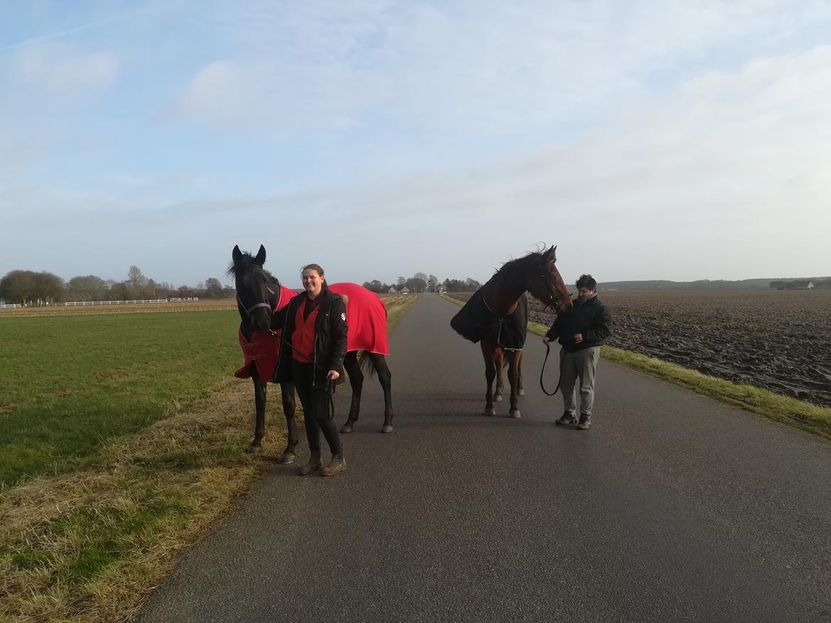 Dansk Varmblod saskinelle rørsø billede 35