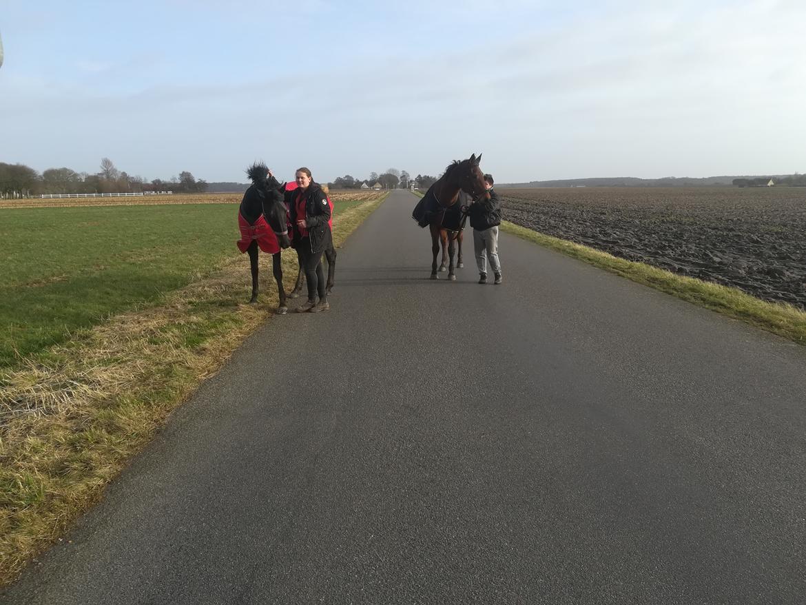 Dansk Varmblod saskinelle rørsø billede 34
