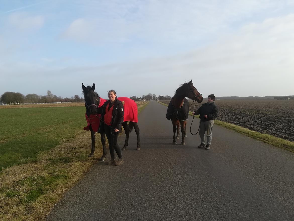 Dansk Varmblod saskinelle rørsø billede 36