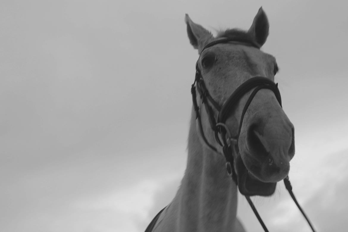 Polsk Varmblod Gonzo billede 10