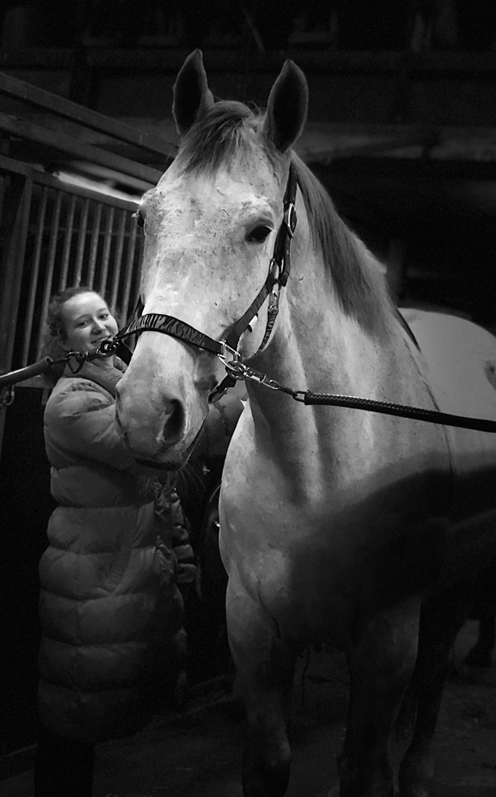 Polsk Varmblod Gonzo billede 11