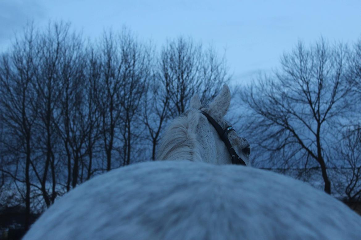 Polsk Varmblod Gonzo billede 13