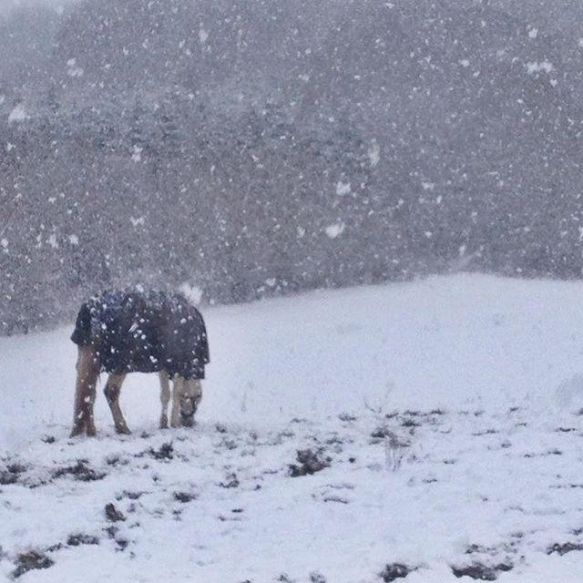 Anden særlig race Amadeus (aka Deuer) billede 11